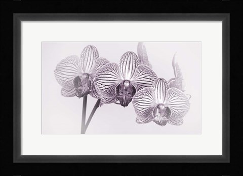 Framed Orchid 4 BW Print