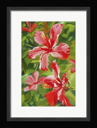 Framed Red Hibiscus 3 Print