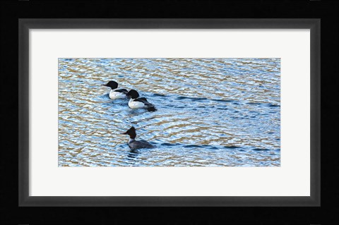 Framed Alaskan Ducks Print