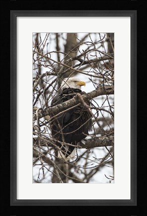 Framed Bald Eagle Print