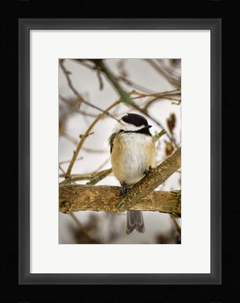 Framed Chickadee Print