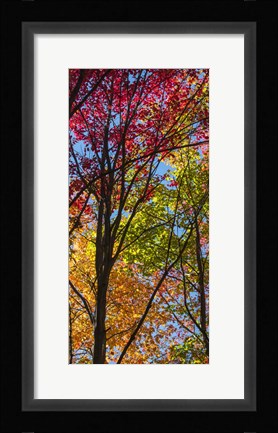 Framed Color Blend Print