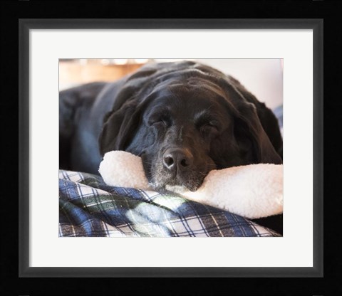 Framed Doggone Tired Print