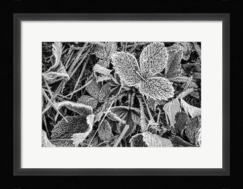 Framed Fine Frost Print