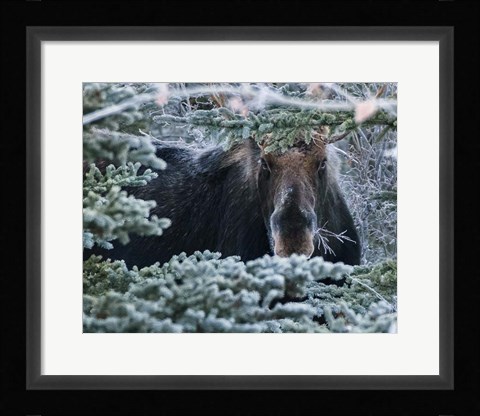 Framed Hello Mr. Moose Print