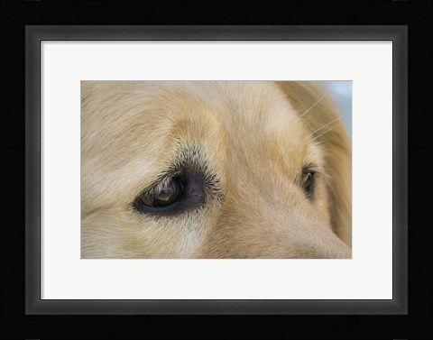 Framed Irresistable Eyes Print