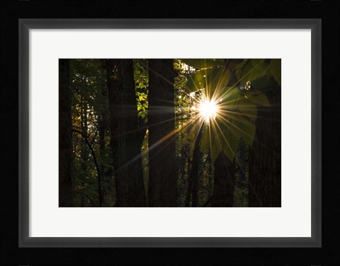 Framed Leaf Peeping Sun Print