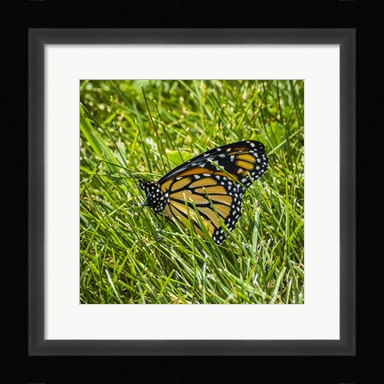 Framed Monarch Print