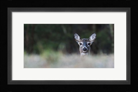 Framed Morning Doe Print