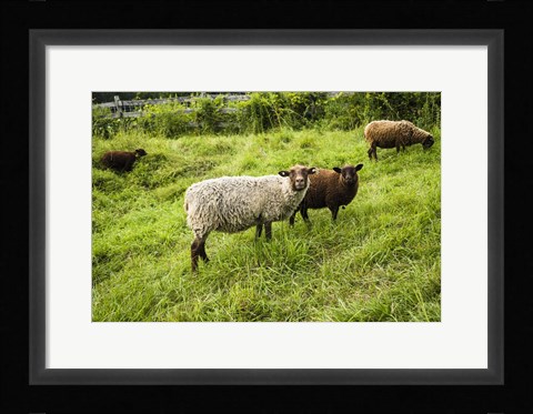 Framed Peeping Sheep Print