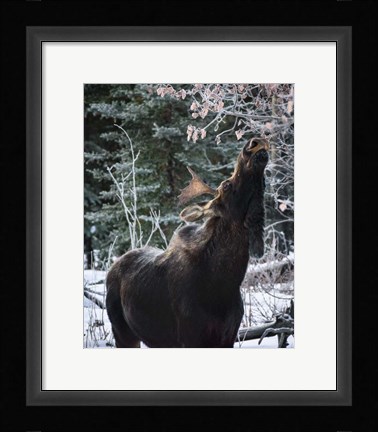 Framed Reach Higher Print