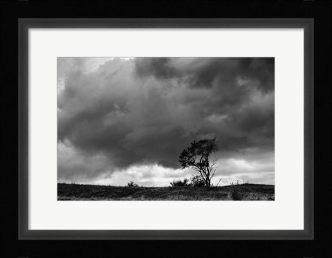 Framed Tree Sillouette Print