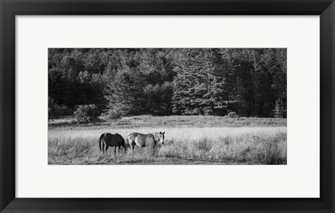 Framed Two Horses Print