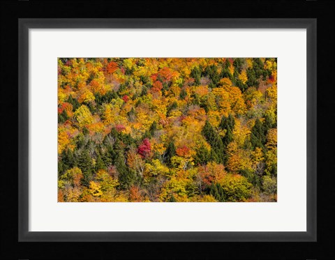 Framed Vermont's Glory Print