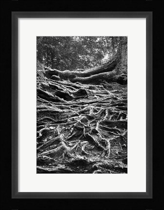 Framed Well-Rooted Print