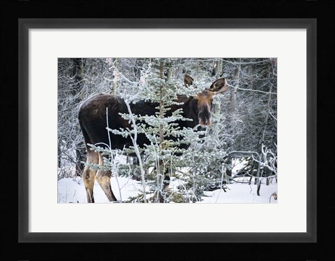 Framed Young Bull Moose Print