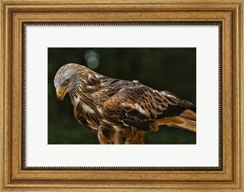 Framed Red Kite Looking Down Print