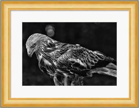 Framed Red Kite Looking Down - Black &amp; White Print