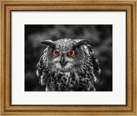 Framed Red Eyed Owl - Black &amp; White Print