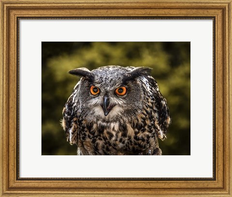Framed Red Eyed Owl Print