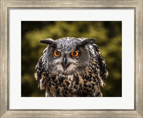 Framed Red Eyed Owl Print