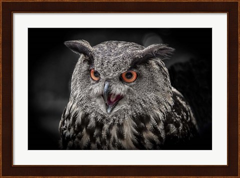 Framed Red Eyed Owl Close Up  - Black &amp; White Print