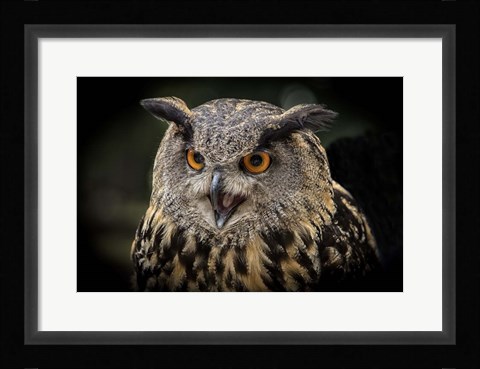 Framed Red Eyed Owl Close Up Print