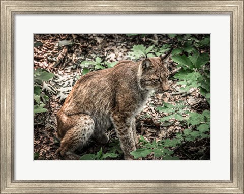 Framed Lynx Print