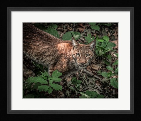 Framed Lynx Looking Up Print