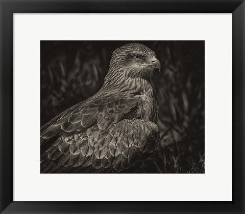 Framed Predator Bird Sepia Print