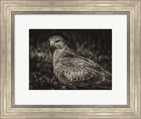 Framed Predator Bird  II Sepia Print