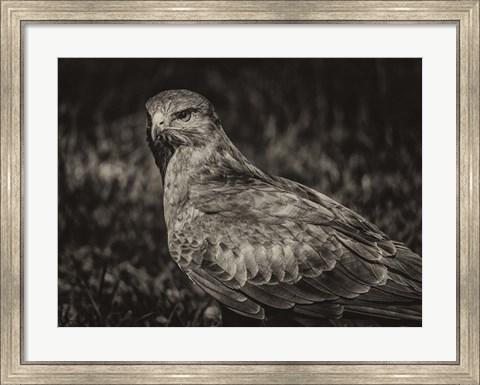 Framed Predator Bird  II Sepia Print