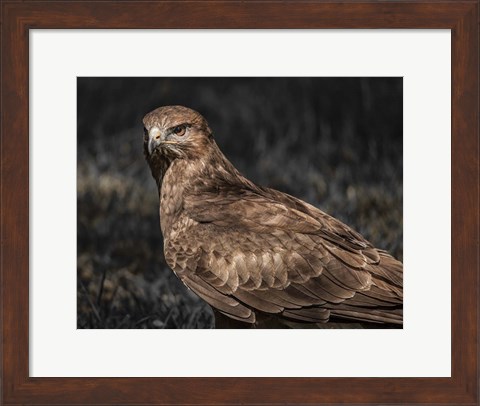 Framed Predator Bird II Print