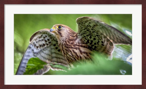 Framed Predator Bird Spreading it&#39;s Wings Print