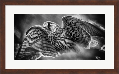 Framed Predator Bird Spreading it&#39;s Wings - Black &amp; White Print