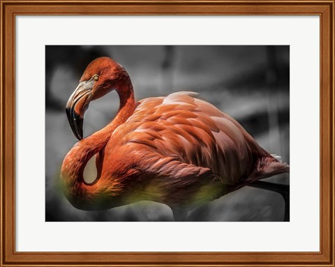 Framed Flamingo - Black &amp; White Print