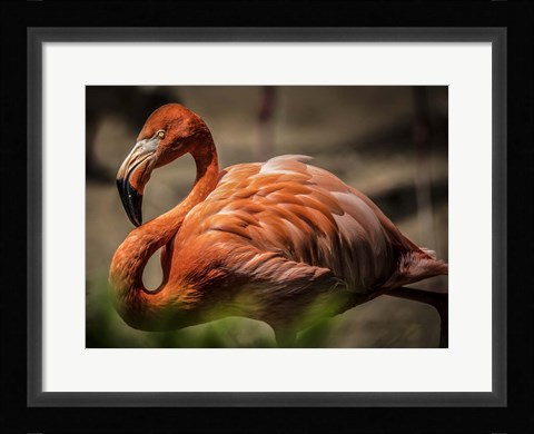 Framed Flamingo Print