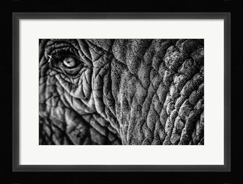 Framed Elephant Close Up - Black &amp; White Print