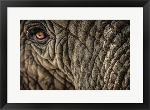 Framed Elephant Close Up Print