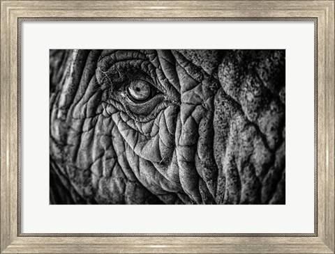 Framed Elephant Close Up II - Black &amp; White Print