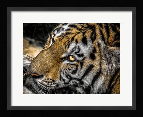 Framed Tiger Eyes Print