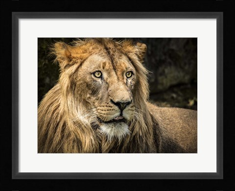 Framed Lion Print