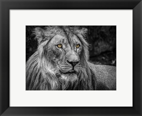 Framed Lion - Black &amp; White Print