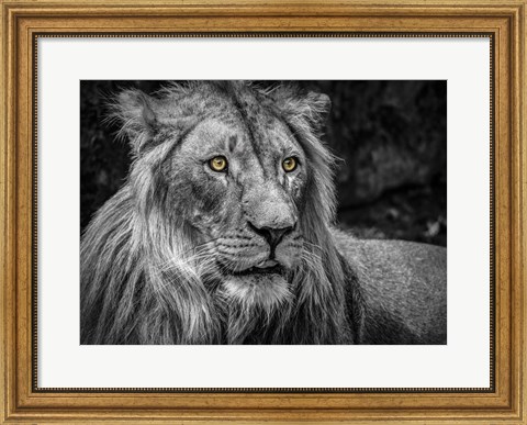 Framed Lion - Black &amp; White Print