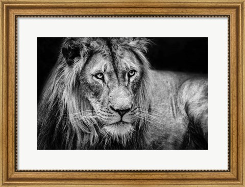 Framed Lion II - Black &amp; White Print