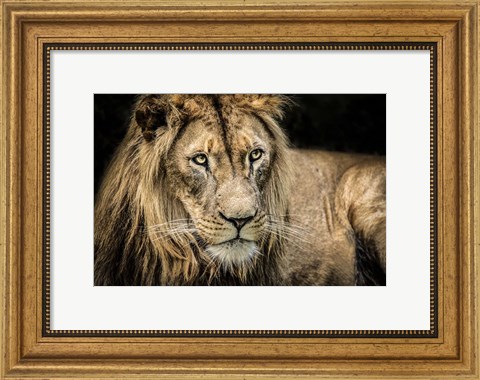 Framed Lion II Print