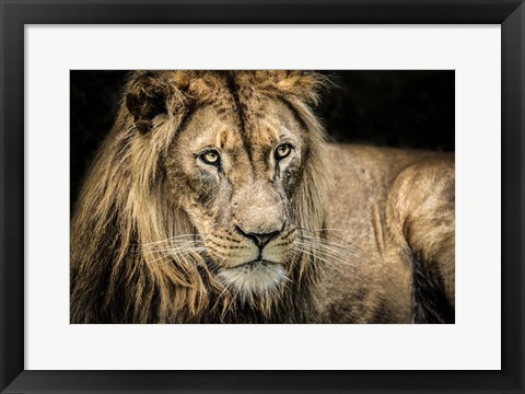 Framed Lion II Print