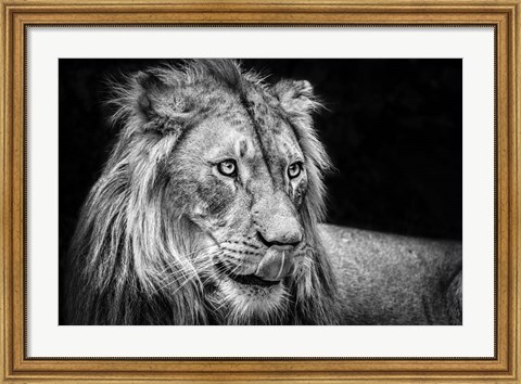 Framed Lion III - Black &amp; White Print