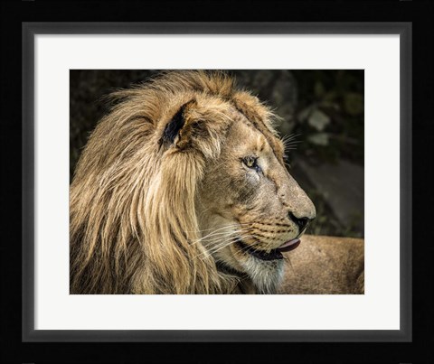 Framed Lion IV Print