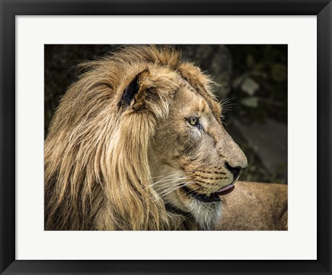 Framed Lion IV Print